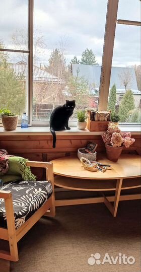 Домашняя кошачья зоогостиница, Передержка кошек