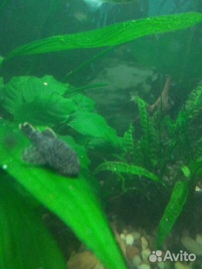 Аквариумные рыбки сомики в добрые руки