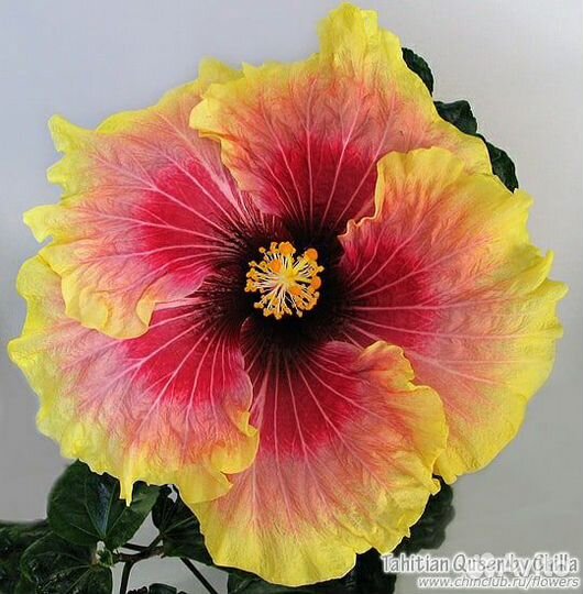 Гибискус китайская роза