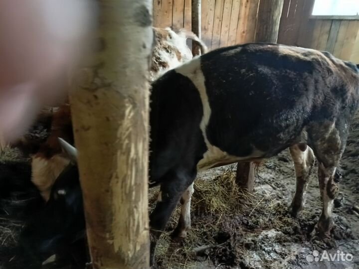 Продам бычков