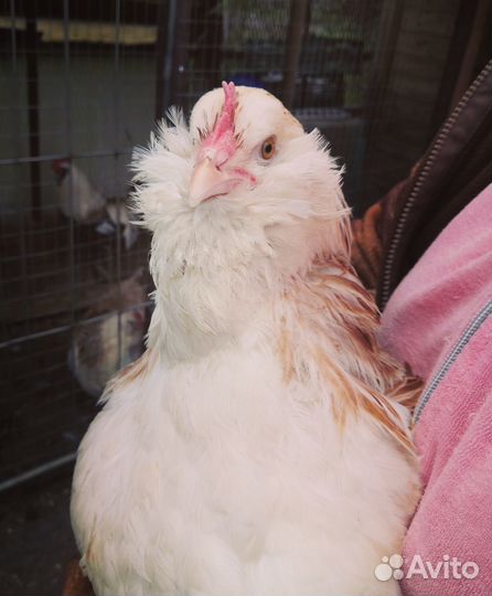 Петух Фавероль, инкубационное яйцо фавероль