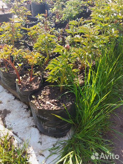 Продам пион Red Charm