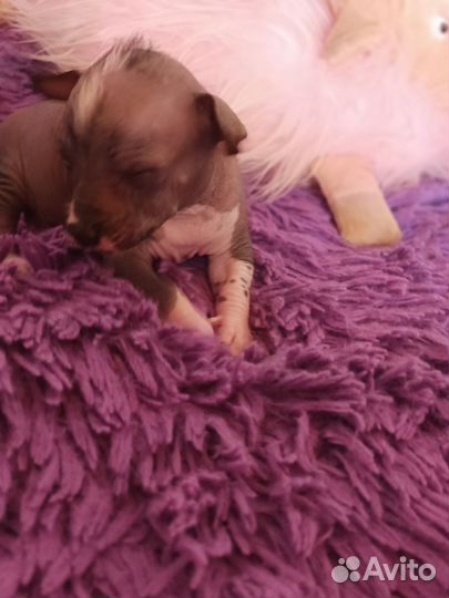 Китайская хохлатая голая