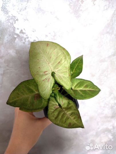 Комнатные растения