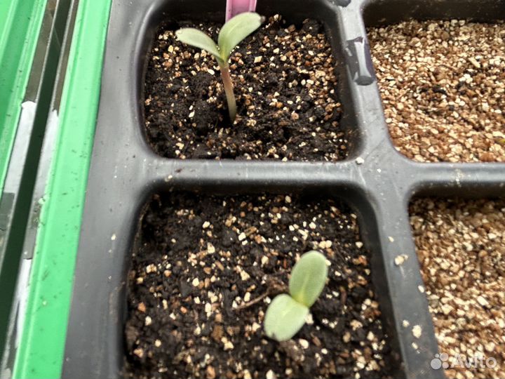 Семена скабиоза драмстик