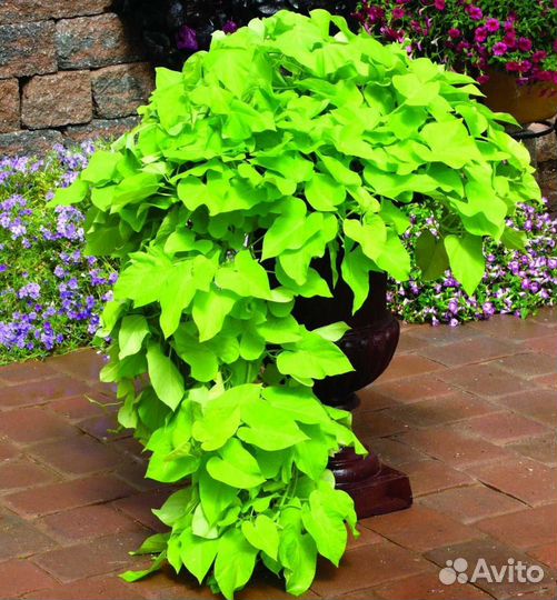 Ипомея батат