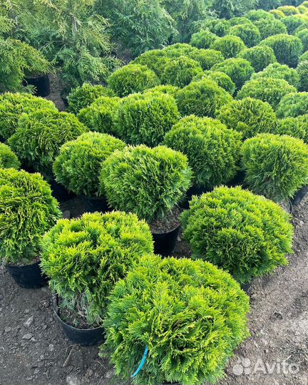 Ели, туи и можжевельники средние и крупные саженцы