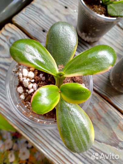 Крассулы коллекционные