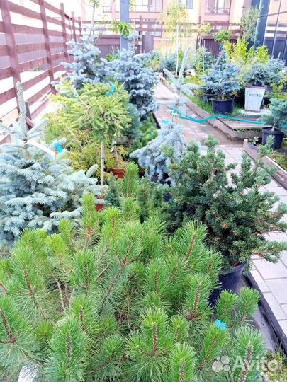 Хвойные растения