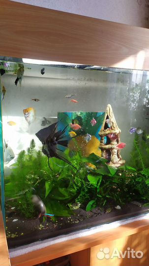 Аквариум