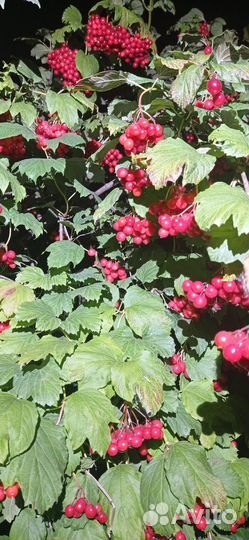 Калина ягода