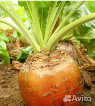 Свекла кормовая,Урожай-2023.Фермеровское хозяйство