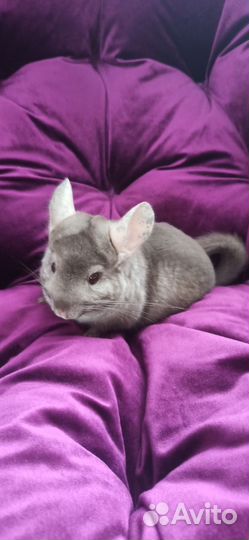 Продаю Шиншиллу