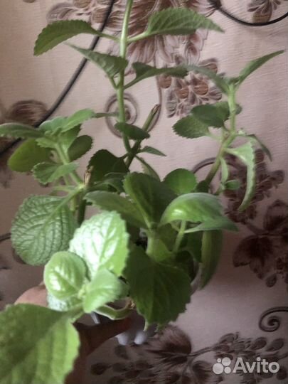 Мята домашняя