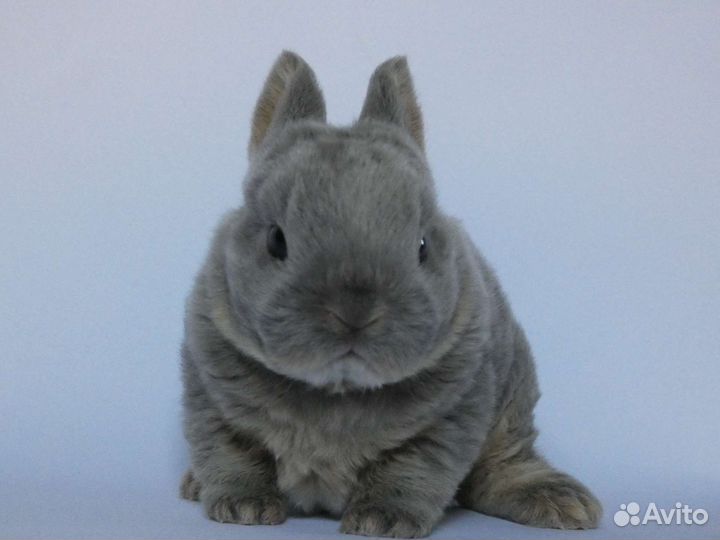 Карликовые кролики породы рекс