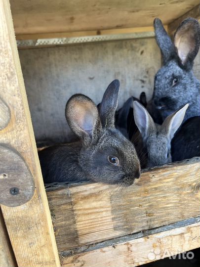 Кролики мясных пород, помесные