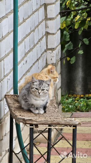 Котята в добрые руки бесплатно