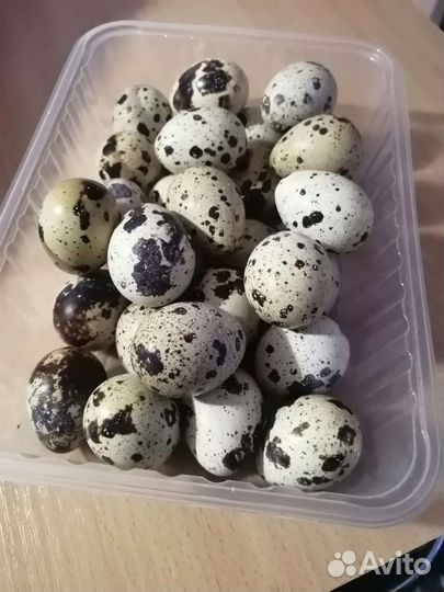 Яйца перепелиные домашние
