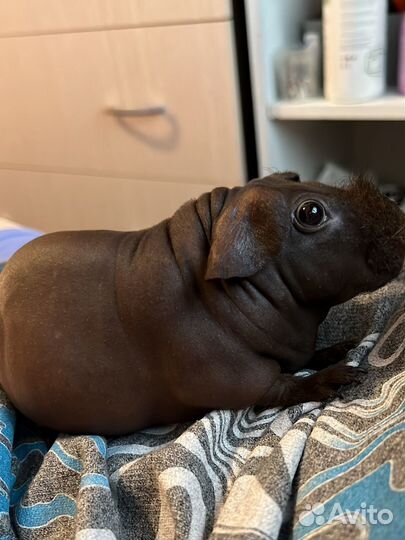 Морские свинки девочки