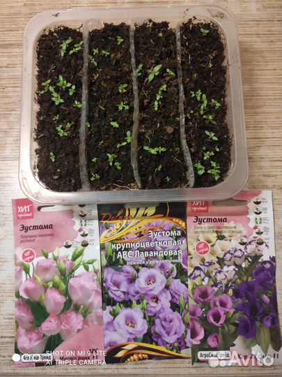 Эустома рассада