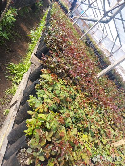 Саженцы роз оптом