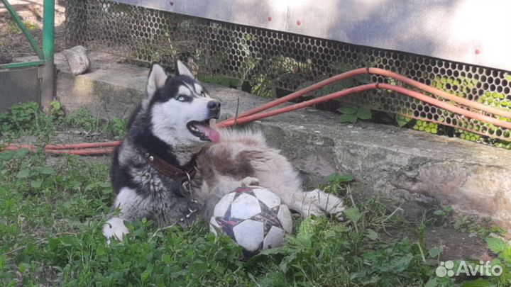 Вязка. Хаски