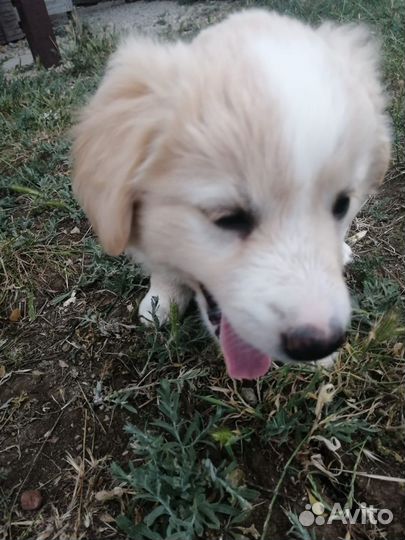 Собака (щенок) в добрые руки