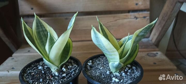 Сансевиерии разные 1
