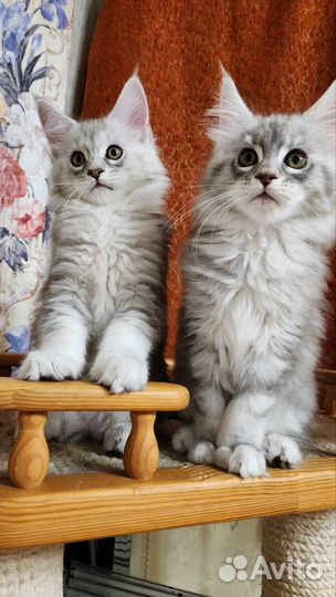 Котята мейн-кун