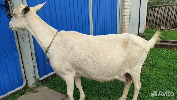 Зааненская коза