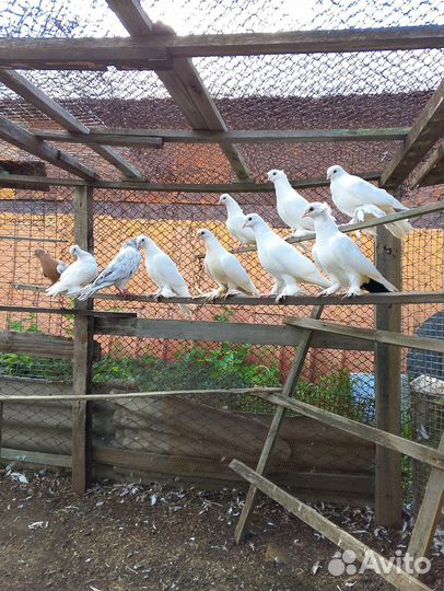 Голуби разных пород