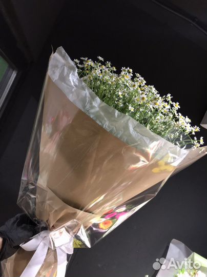 Живые цветы ромашки