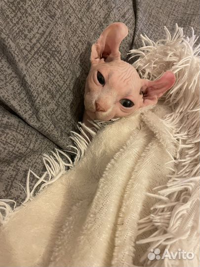 Канадский сфинкс кошка
