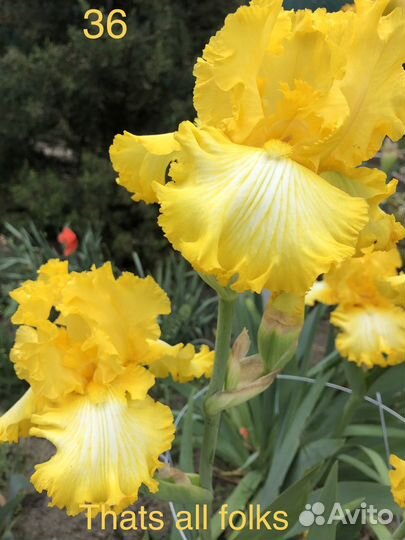 Ирисы сортовые высокие