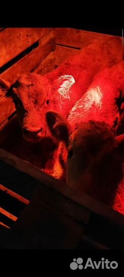 Бычëк и тёлочка