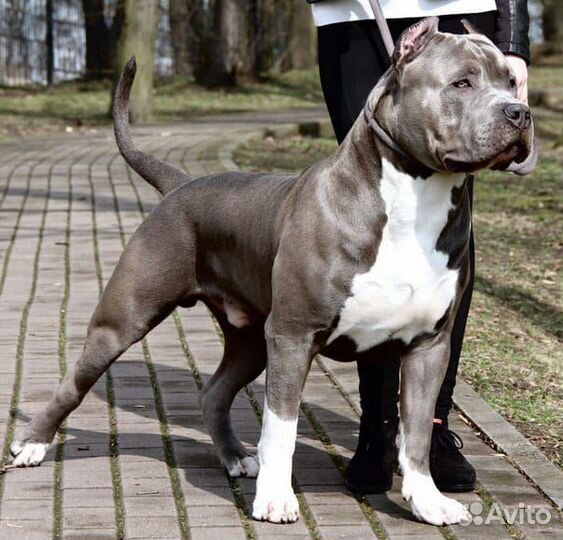 Американский булли xl