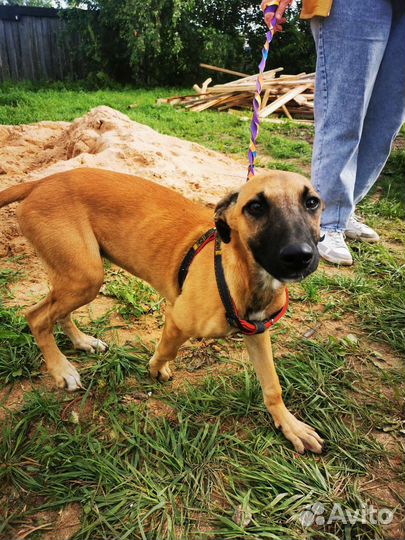 Гончая борзая