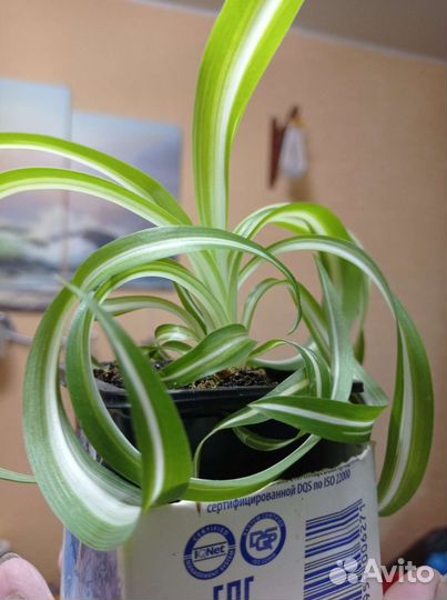 Хлорофитум хохлатый(кудрявый) Бони