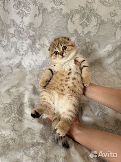 Шотландская золотая Шиншилла