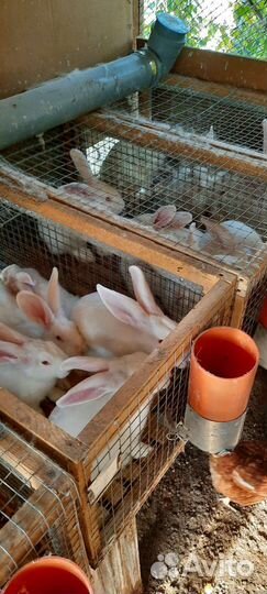 Белый паннон