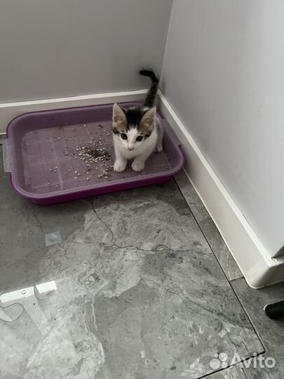 Котята в добрые руки девочка