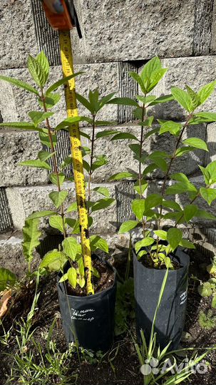 Саженцы гортензии метельчатой Полярный мишка