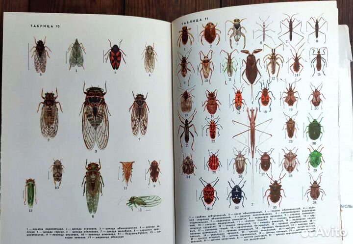 5 книг разных, насекомые, рыбы, животные, мхи