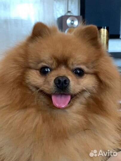 Вязка Померанский шпиц