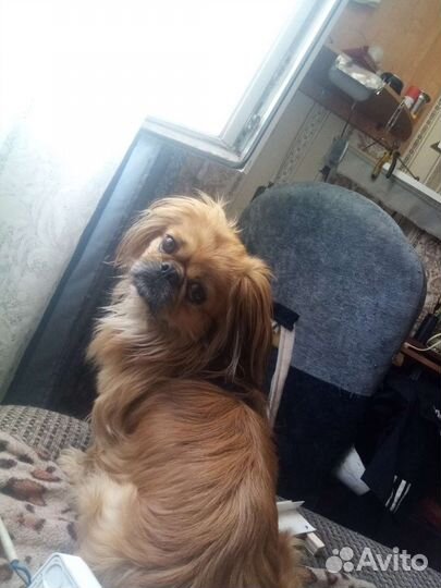 Вязка пекинес