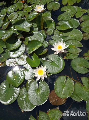 Растения для пруда