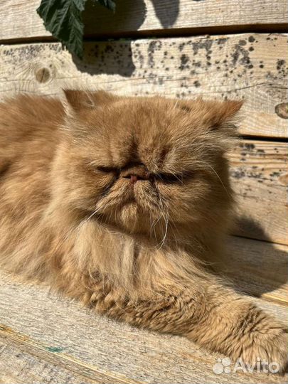 Персидский кот