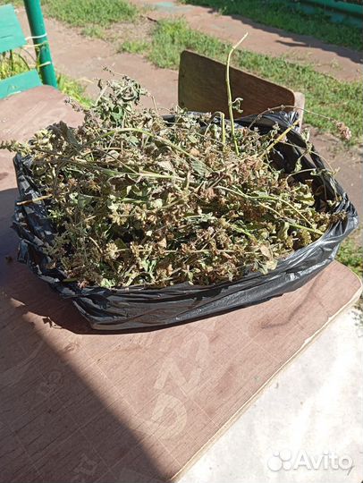 Мята сушоная