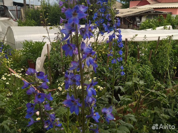 Дельфиниум