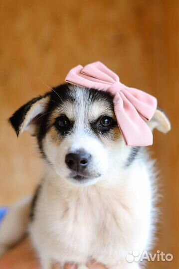 Маленькая крошка в добрые руки